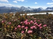 Blomster rett før varden på Kufjellet.  8. juni 2014. Fotograf: Elinor Bolme