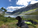 Vassdalsvatnet med hund, 6. juli 2019. Fotograf: Leif Øyås